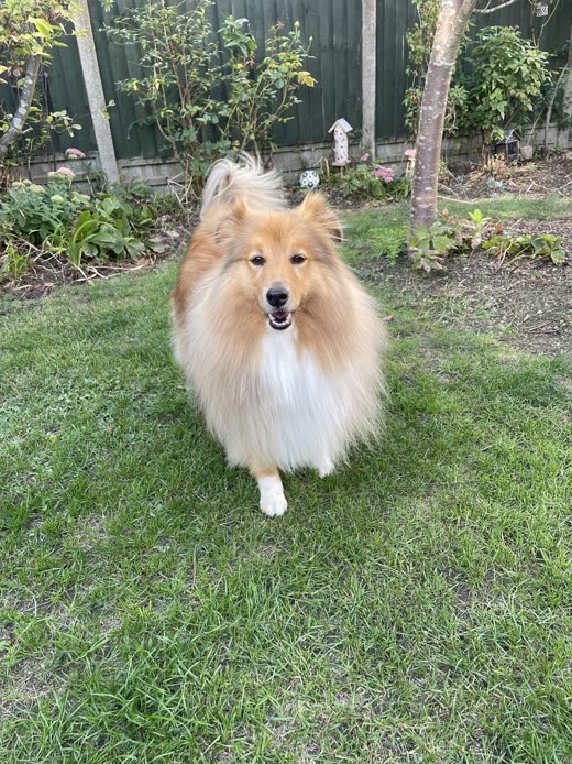 A sable Shetland sheepdog standing on a garden lawn, coat brushed out