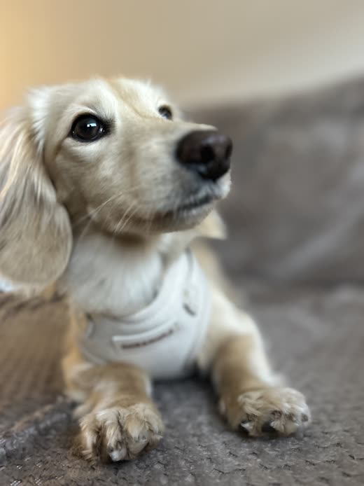 A cream long-haired dachshund lying on a grey rug, close to camera