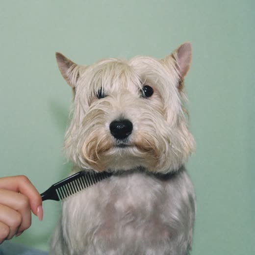 A small terrier being combed during a grooming session